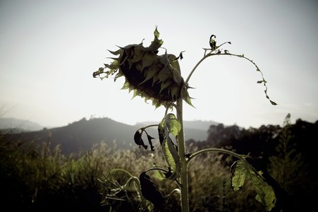 Dried up Sunflower
