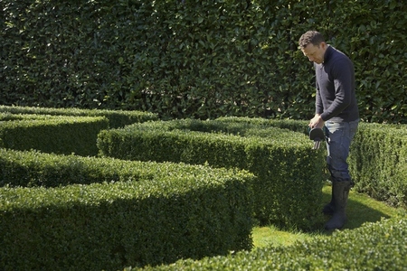 Gardener Cutting Boxwood Hedge with Electric Trimmer