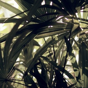 Tropical Botanical