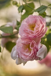 Close up delicate pink roses in bloom