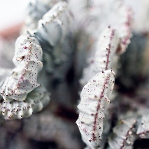 White Cactus