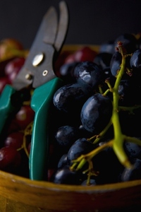 Pruning Shears with Black and Red Wine Grapes