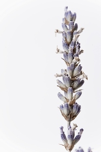 Lavender Stem on white background