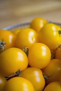 Close up of Yellow Tomatoes