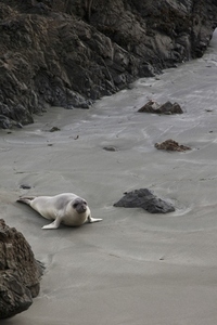 California Sea Lion on Beach