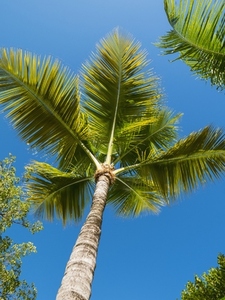 Coconut Palm Tree Low angle view