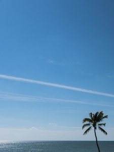 Palm Tree Ocean and Blue Sky