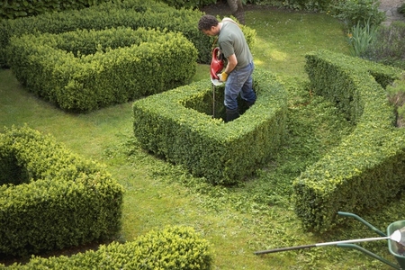 Gardener pruning a hedge in a maze with electrical trimmer