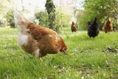 Chickens roaming in green grass