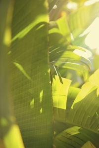 Close up of Palm Leaves