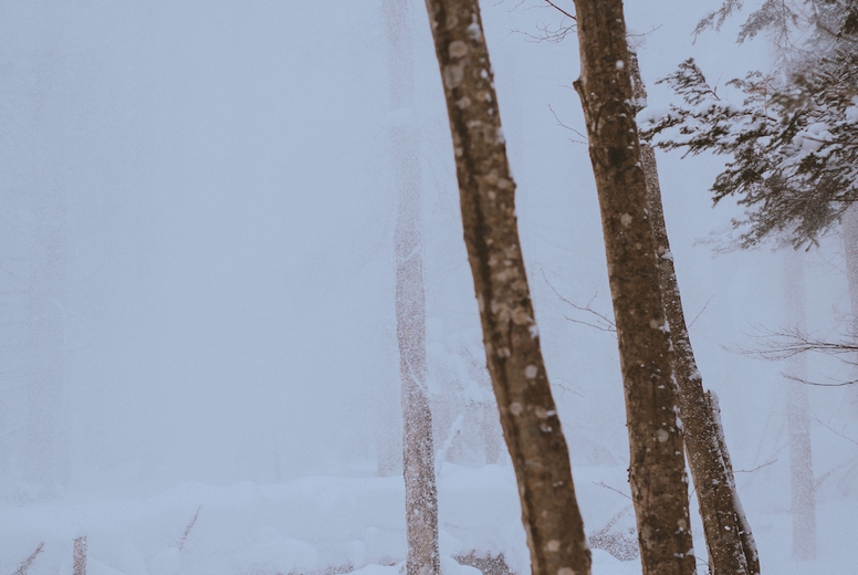 Snow Forest