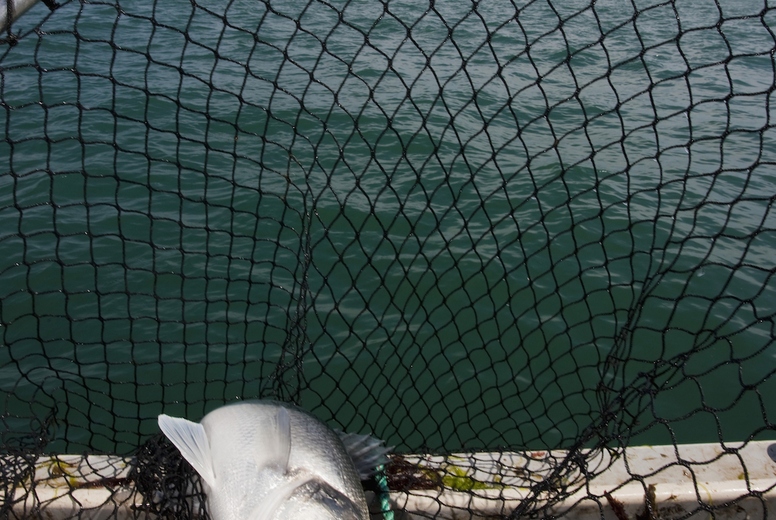 Close up of a fish in a fishing net
