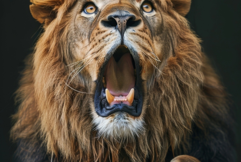 Very surprised lion with open mouth