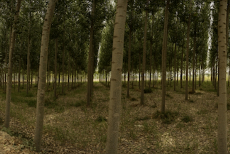 A Serene Pathway Winding Through a Lush Poplar Grove Surrounded by Vibrant Autumn Colors