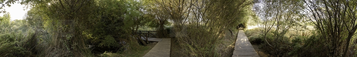 A Serene Nature Pathway  Perfectly Surrounded by Bright and Lush Greenery All Around