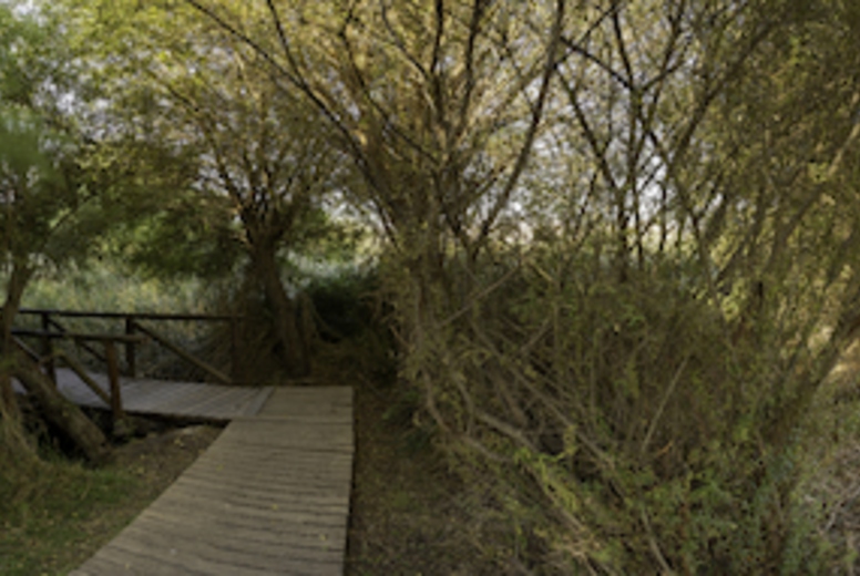 A Serene Nature Pathway, Perfectly Surrounded by Bright and Lush Greenery All Around