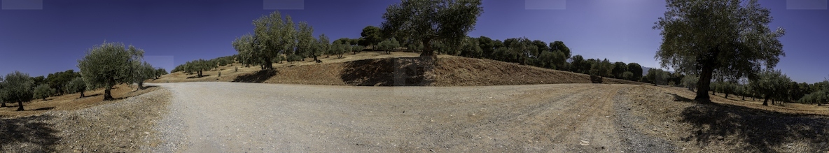 A beautiful scenic Olive Grove featuring a road divergence stretches under a clear blue sky