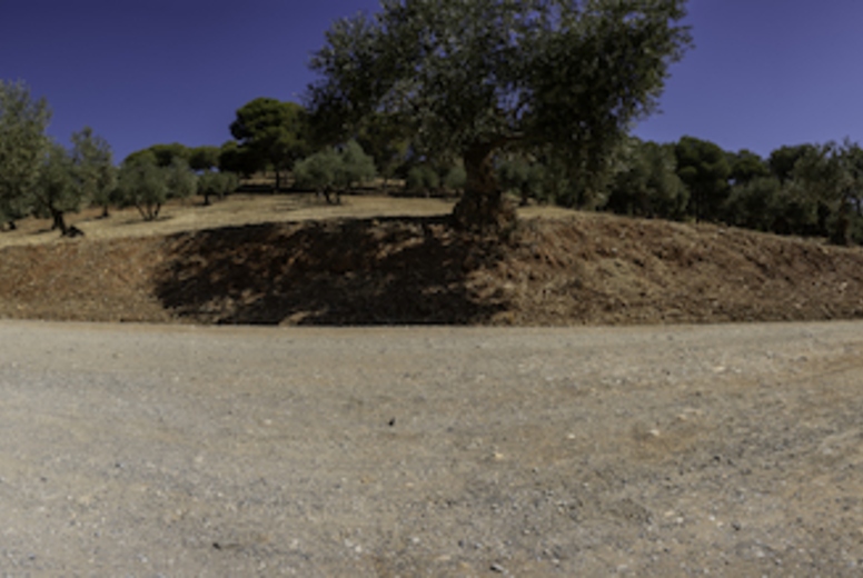A beautiful scenic Olive Grove featuring a road divergence stretches under a clear blue sky