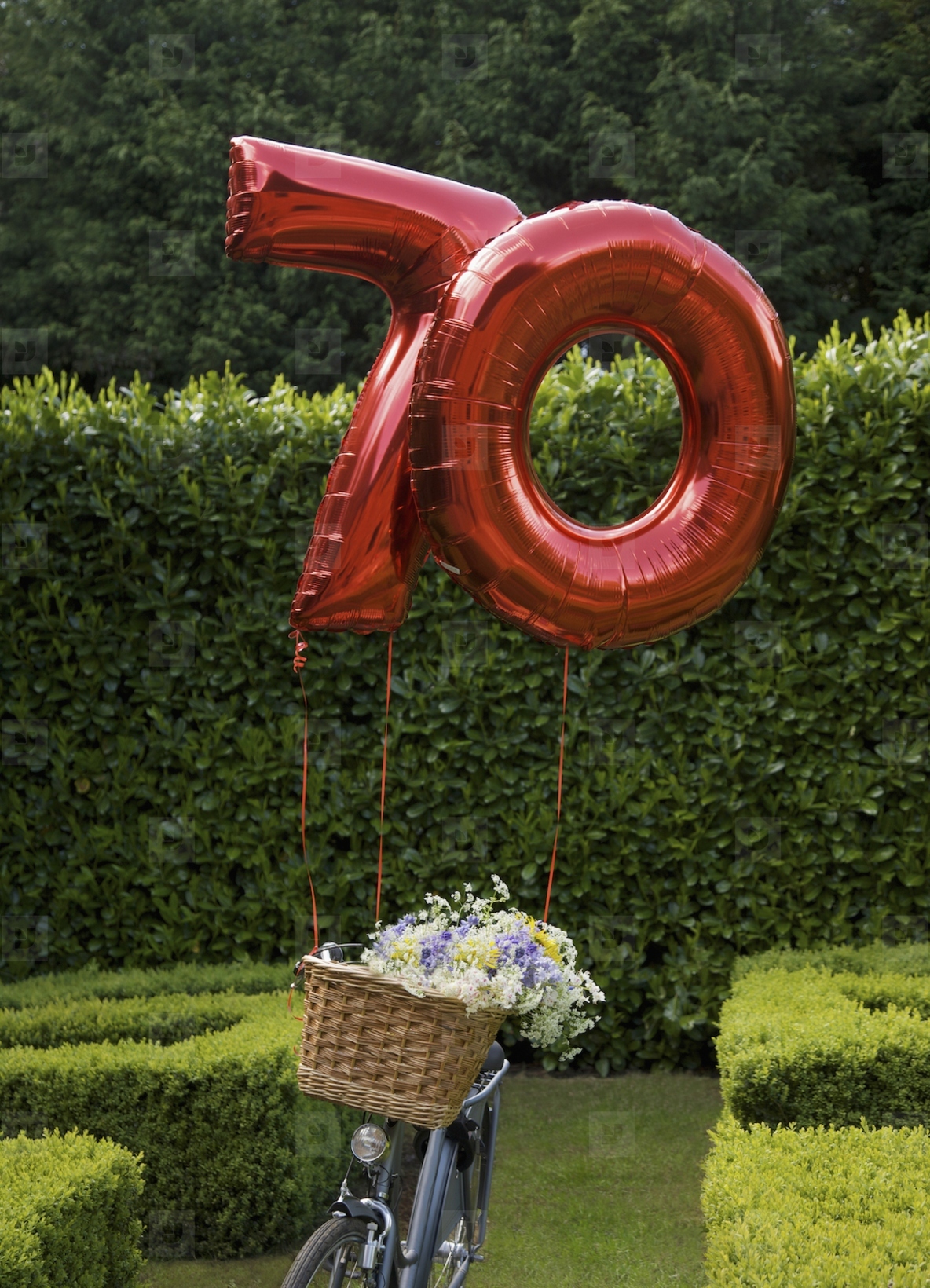 Red inflatable balloon in the shape of the number seventy attached to a bicycle parked in a garden
