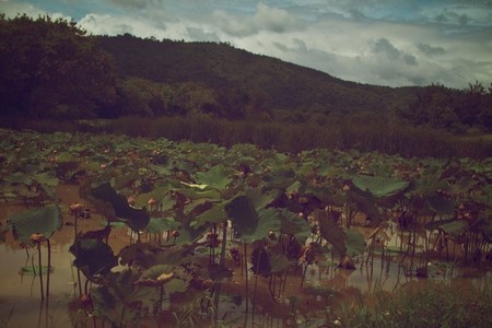 Lotus Garden