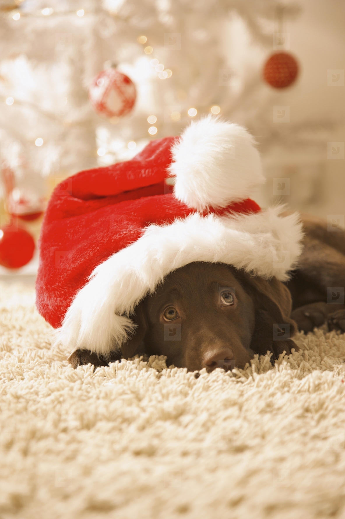 Dog lying in front of a Christmas tree wearing a red and white hat