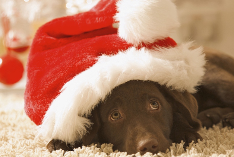 Dog lying in front of a Christmas tree wearing a red and white hat