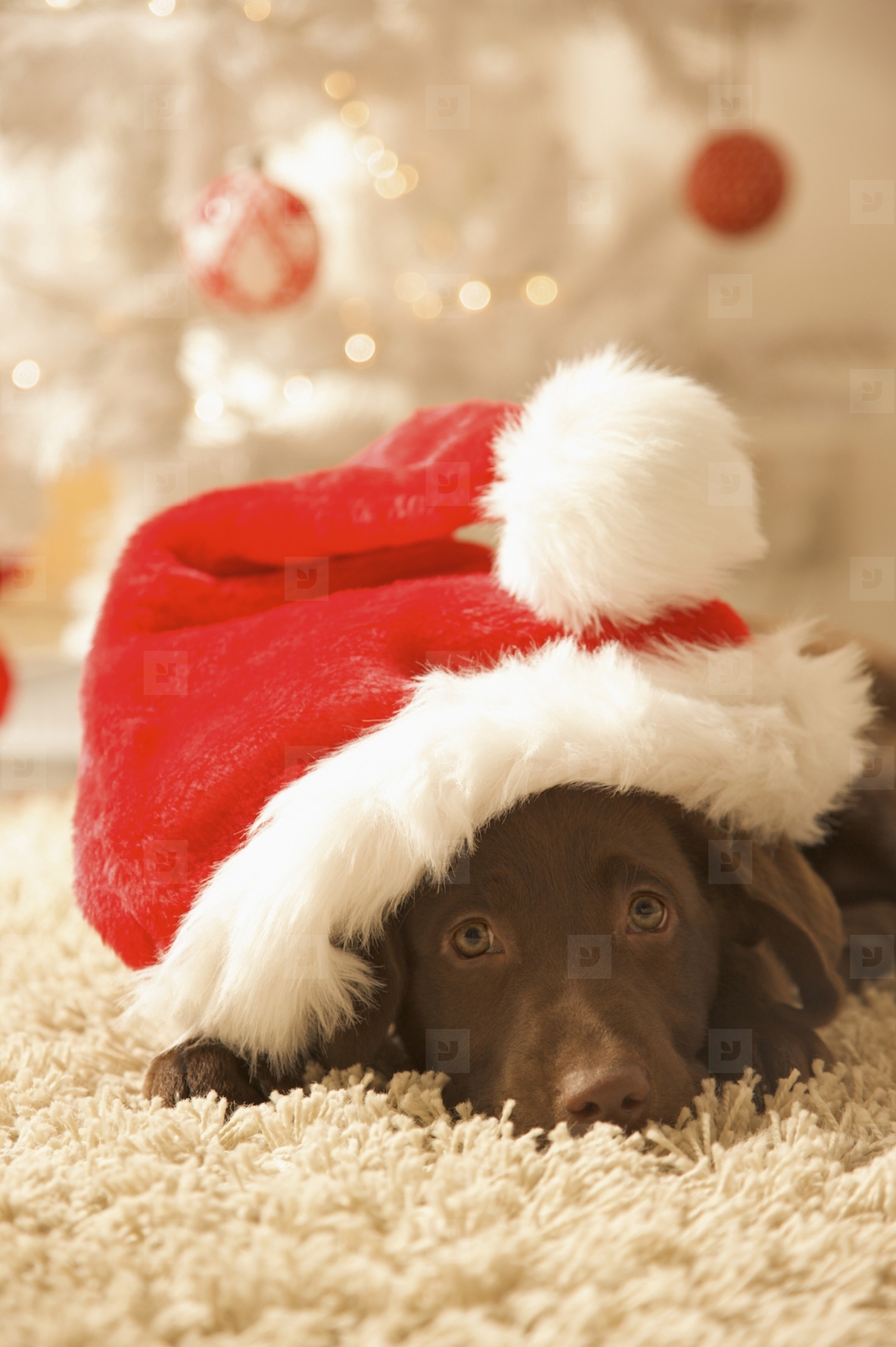 Dog lying in front of a Christmas tree wearing a red and white hat