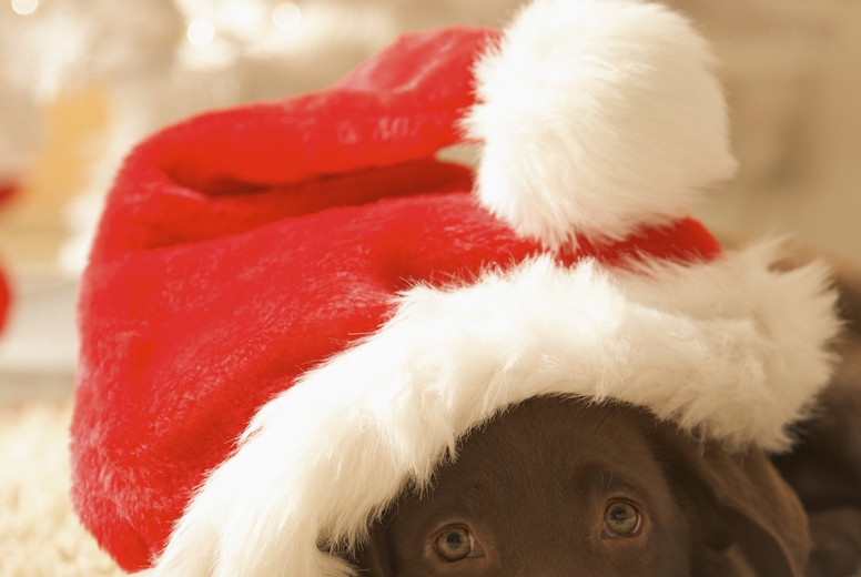 Dog lying in front of a Christmas tree wearing a red and white hat
