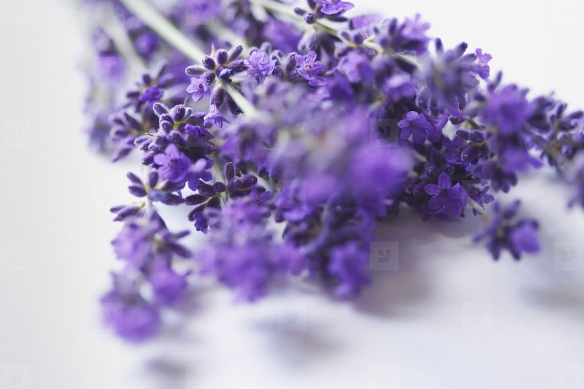 Bundle of Lavender Flowers Close up view