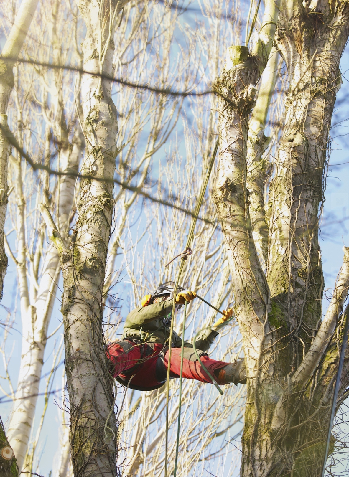 Tree Surgeon Working on Tree