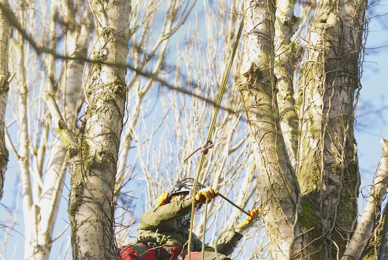 Tree Surgeon Working on Tree