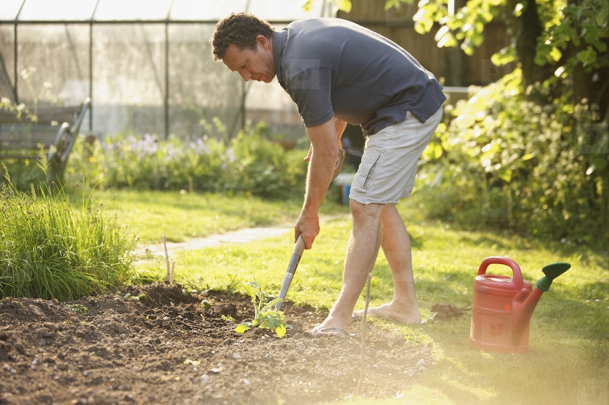 Man Gardening in summer