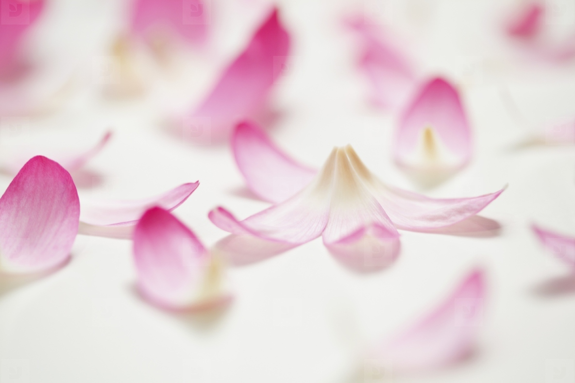 Close up of Lotus Petals