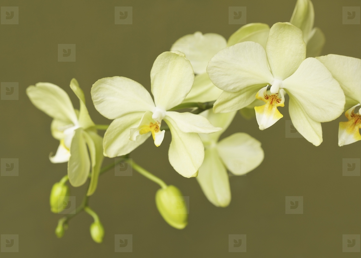 Close up of white Orchids