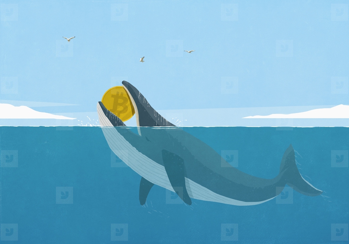 Whale with Bitcoin in mouth at ocean surface