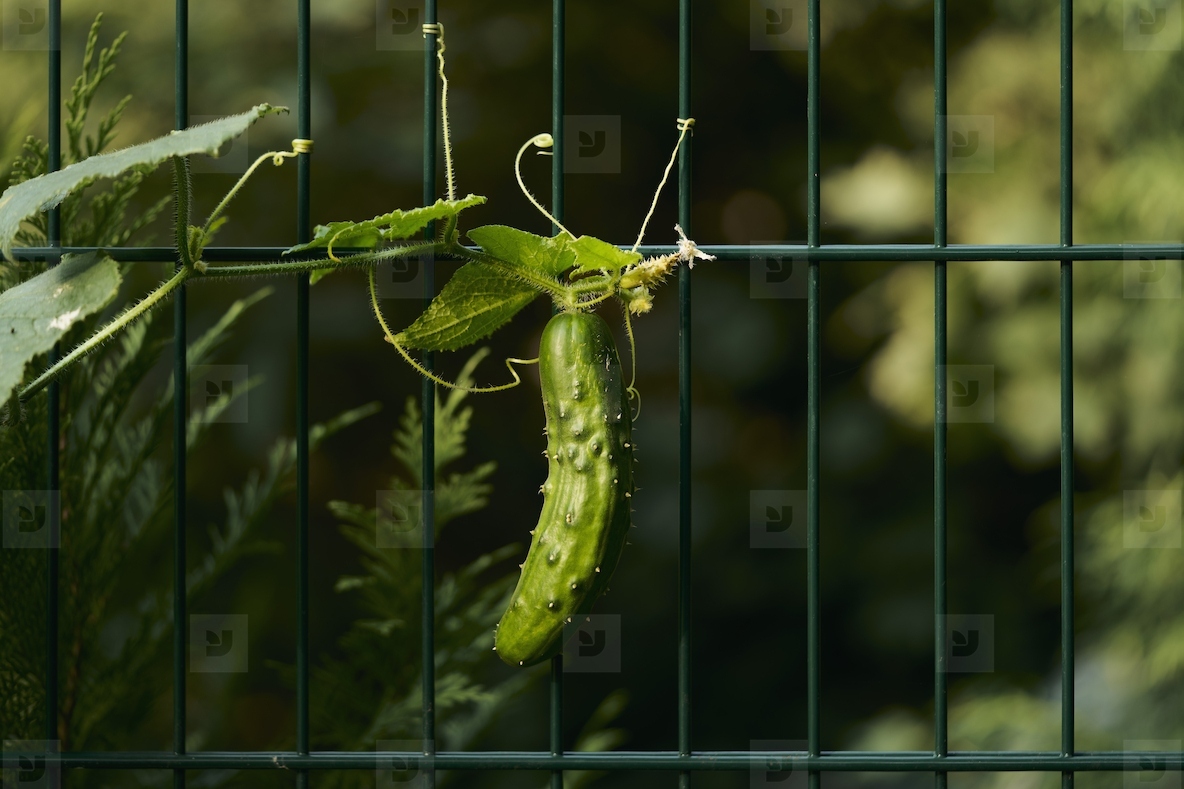 Green cucumber stretching growing through fence in sunlight