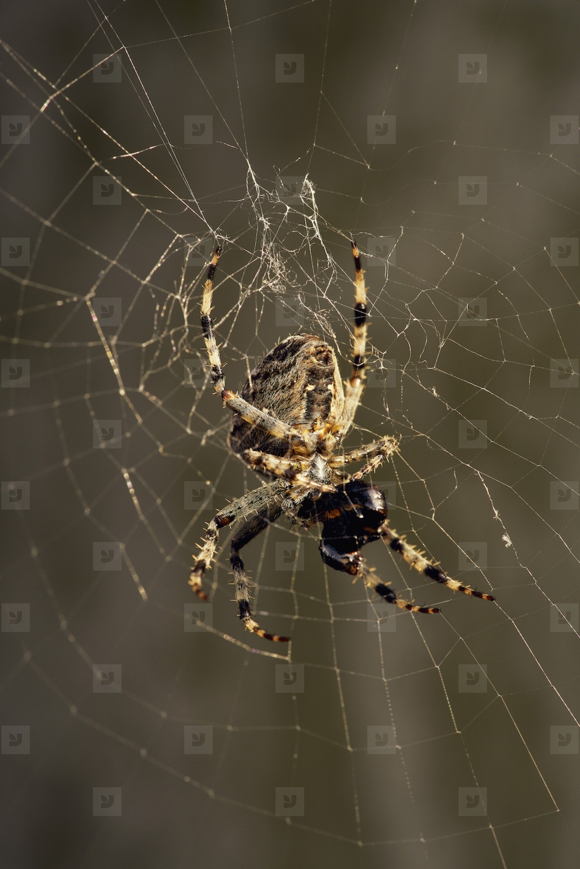 Close up cross spider catching insect in spider web
