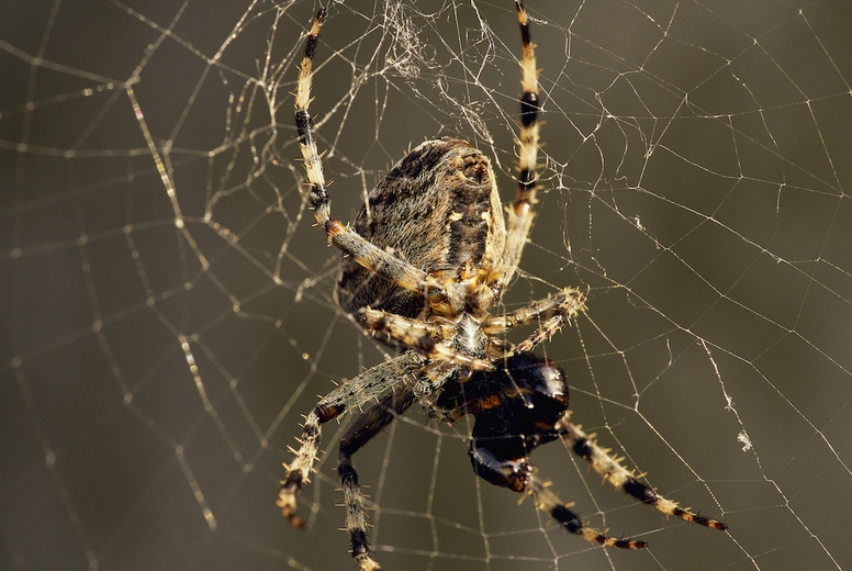 Close up cross spider catching insect in spider web