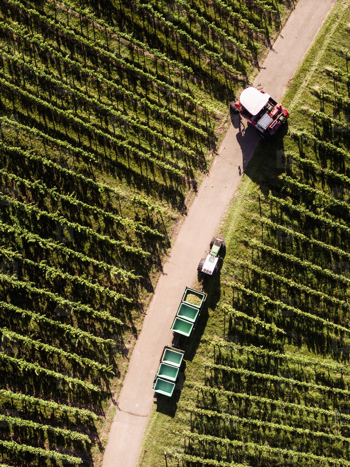 Aerial view grape harvester and bins among rows of green grapevines on sunny vineyard road