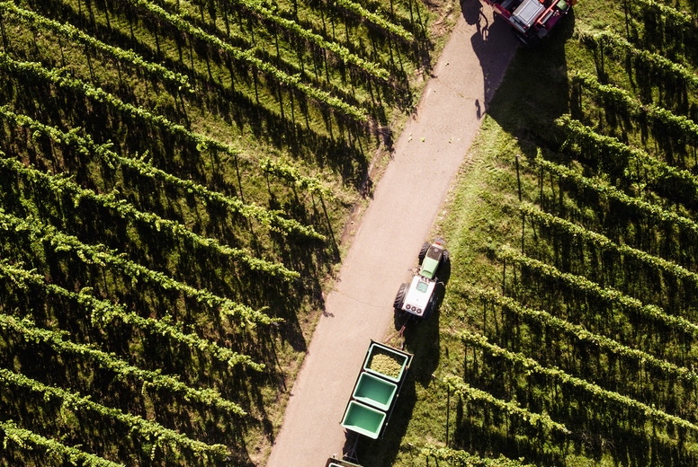 Aerial view grape harvester and bins among rows of green grapevines on sunny vineyard road