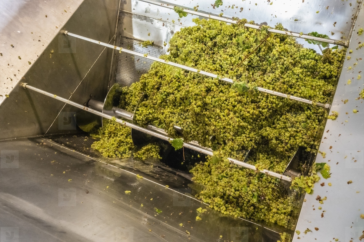 High angle view bunches of green grapes being processed in grape crusher and destemmer machinery