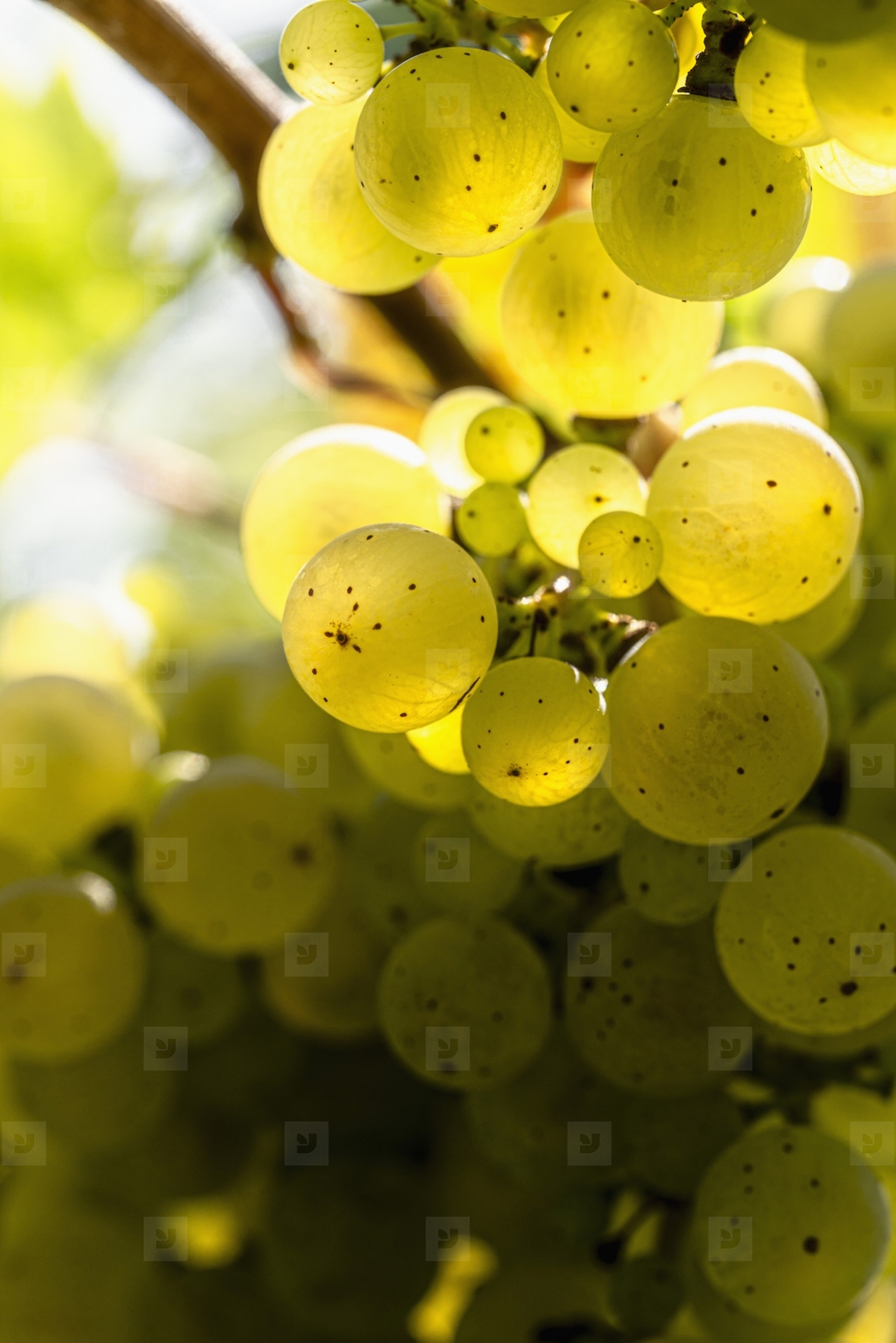 Close up sunlight illuminating translucent green grapes growing on grapevine