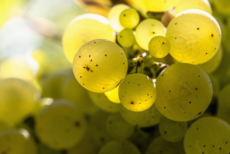 Close up sunlight illuminating translucent green grapes growing on grapevine