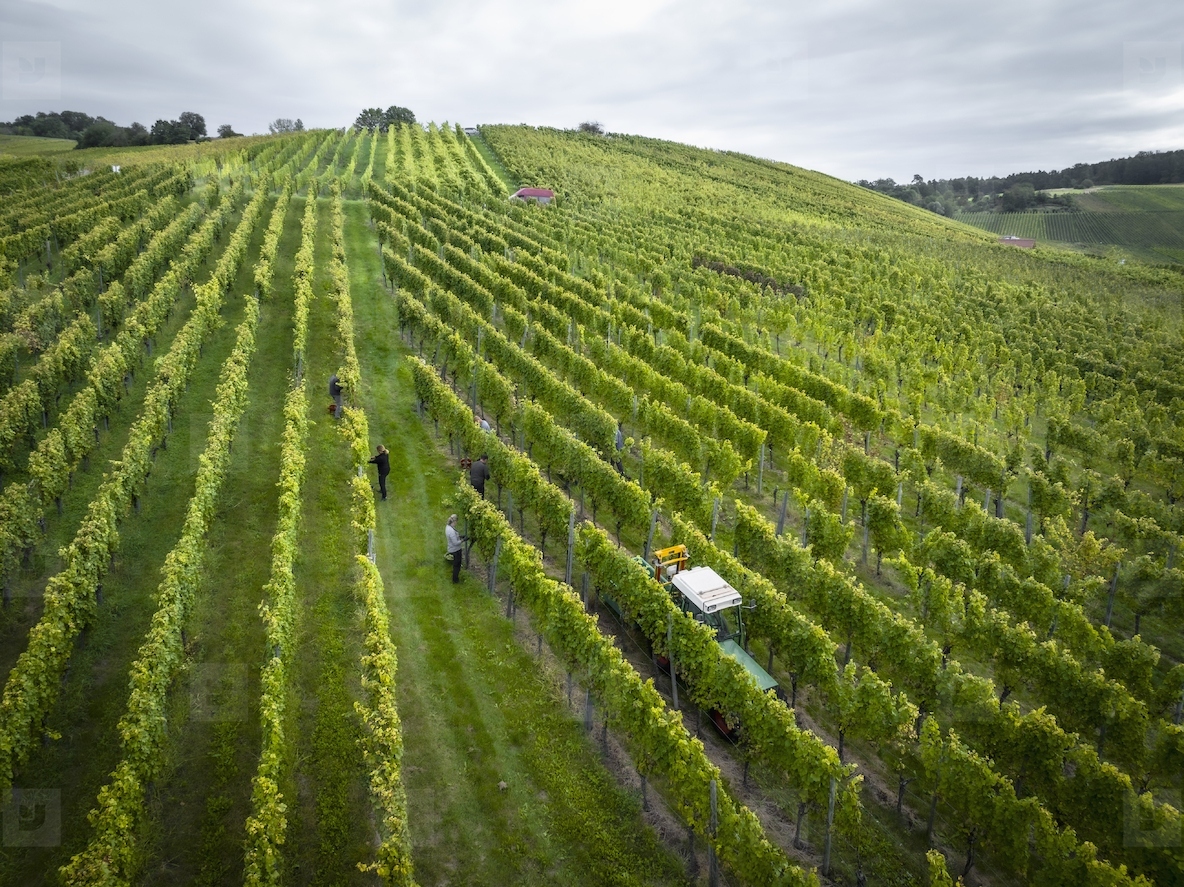 Scenic aerial view of workers tending to green grapevines growing in rows on hilly vineyard