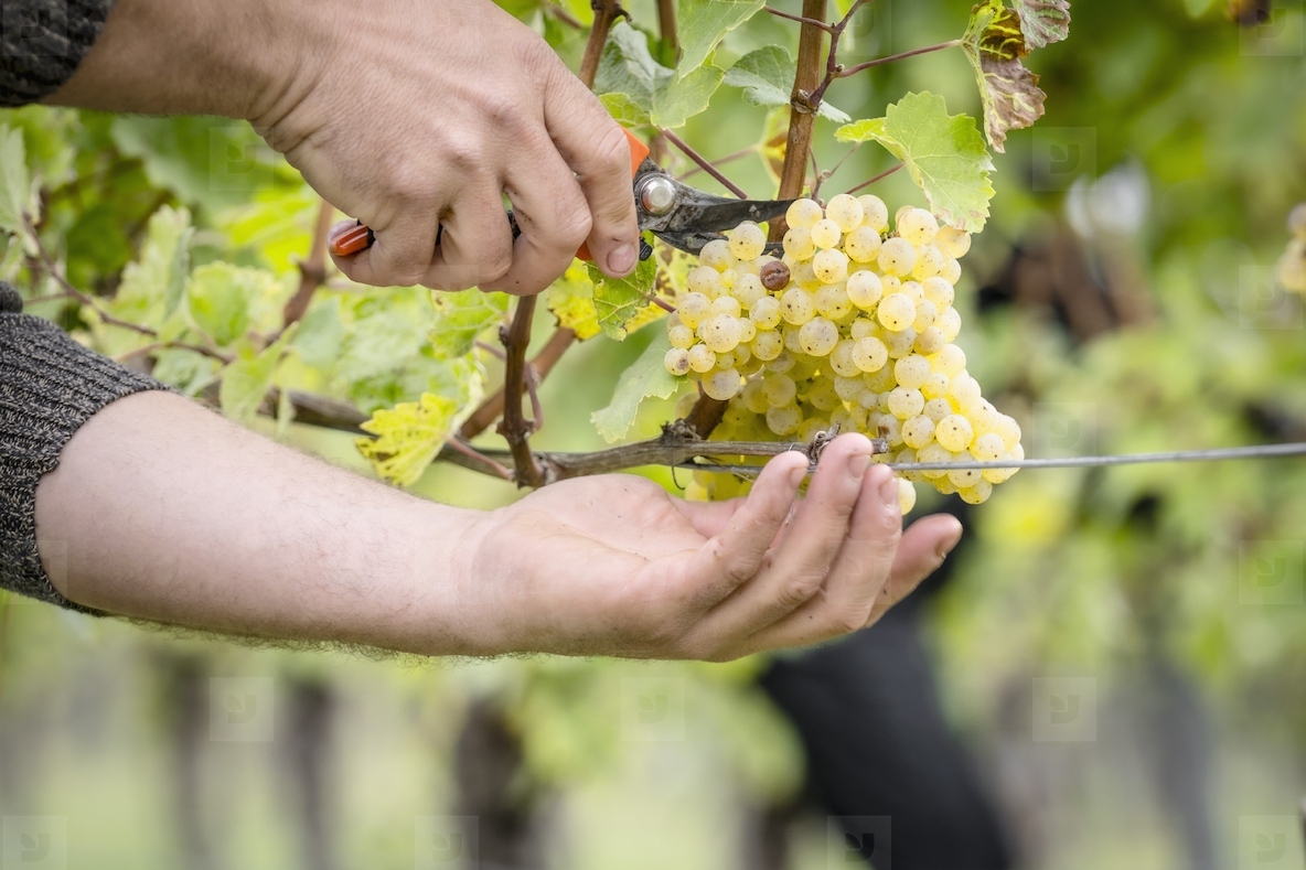 Close up hands of vineyard worker harvesting bunch of ripe yellow grapes from grapevine
