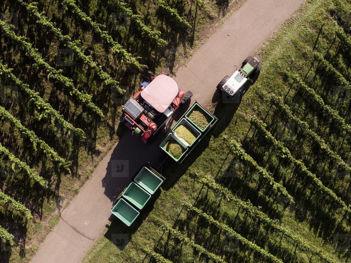 Aerial view grape harvester and tractor with bins harvesting grapes on sunny vineyard road