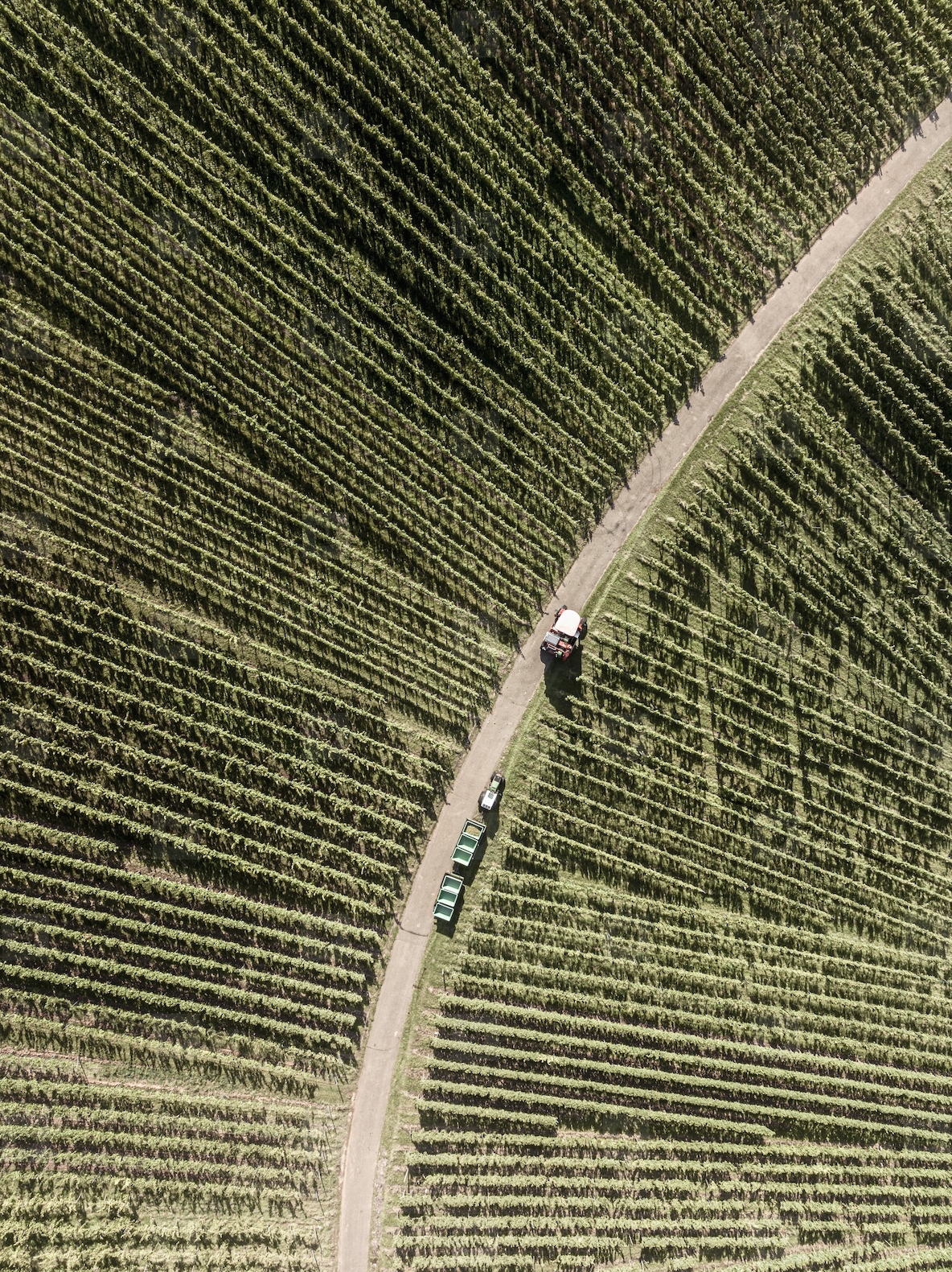 Aerial view of tractor and grape harvester on vineyard road among repeating rows of green grapevines