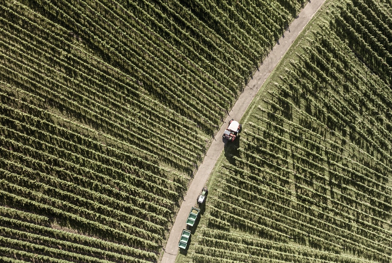 Aerial view of tractor and grape harvester on vineyard road among repeating rows of green grapevines