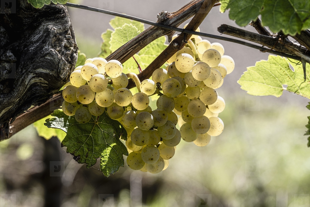 Close up of sunlight illuminating semitransparent yellow grapes hanging on vineyard grapevine