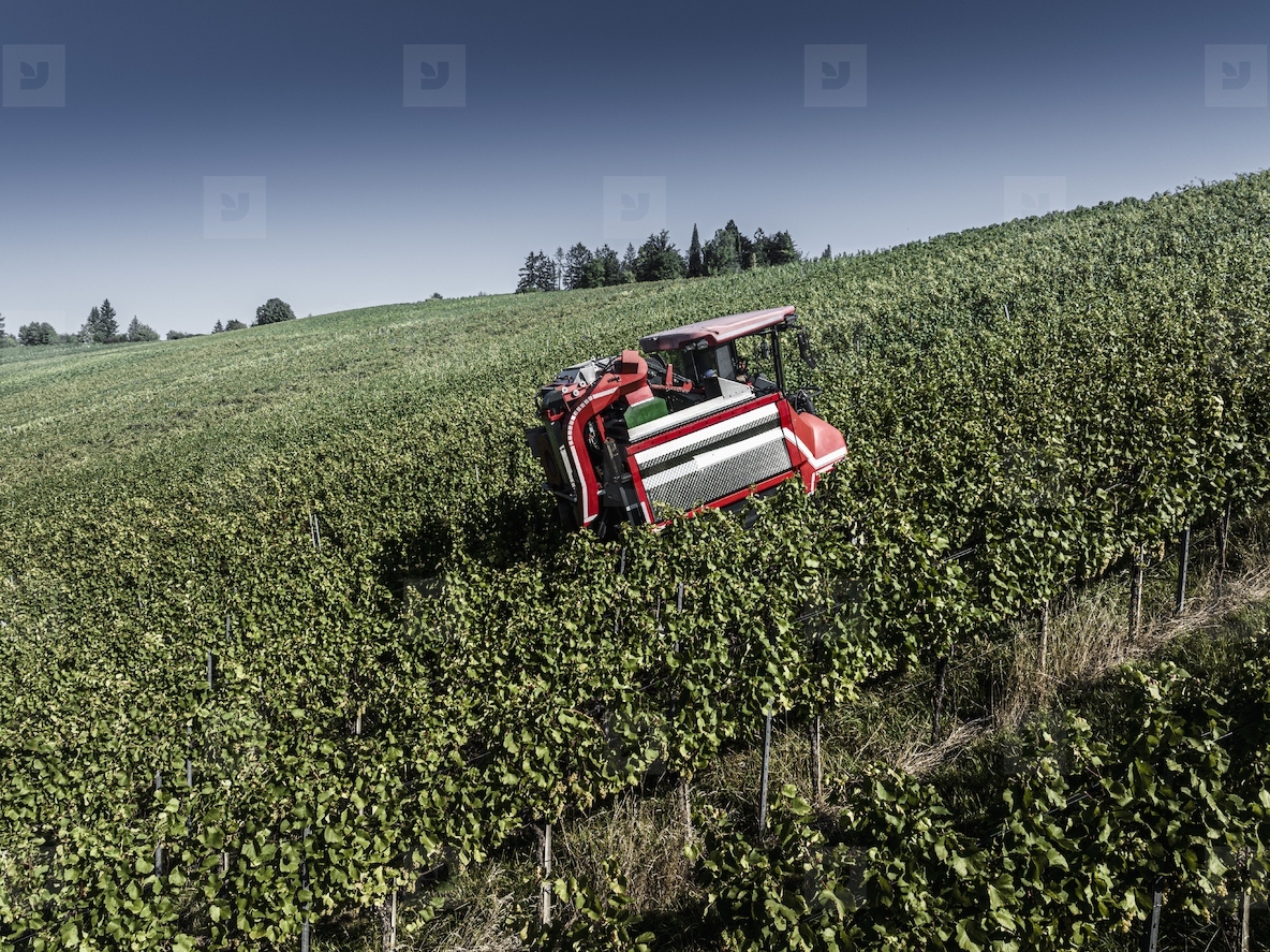 Grape harvester machinery on sunny hillside among green grapevines